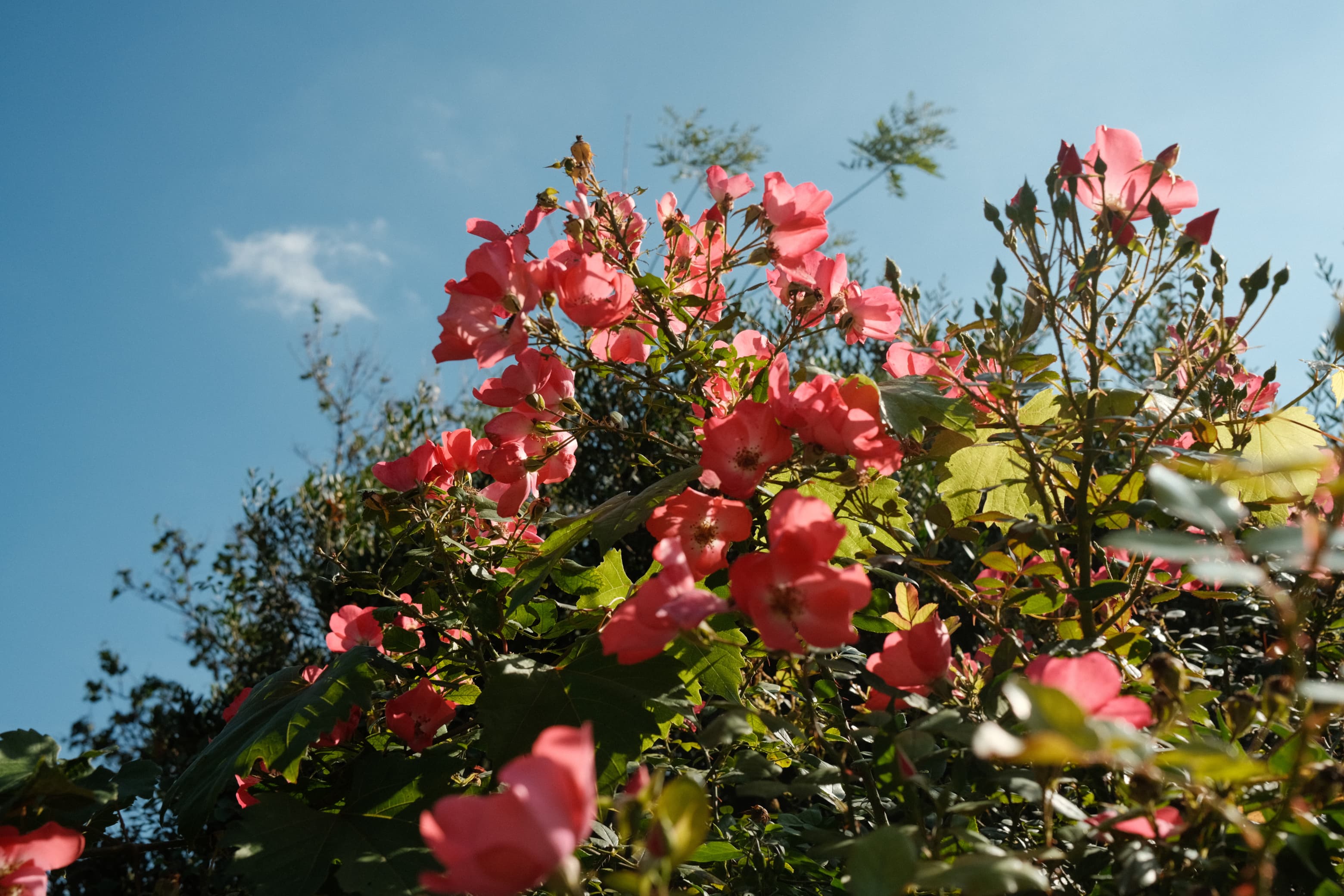 Blumen in Paris