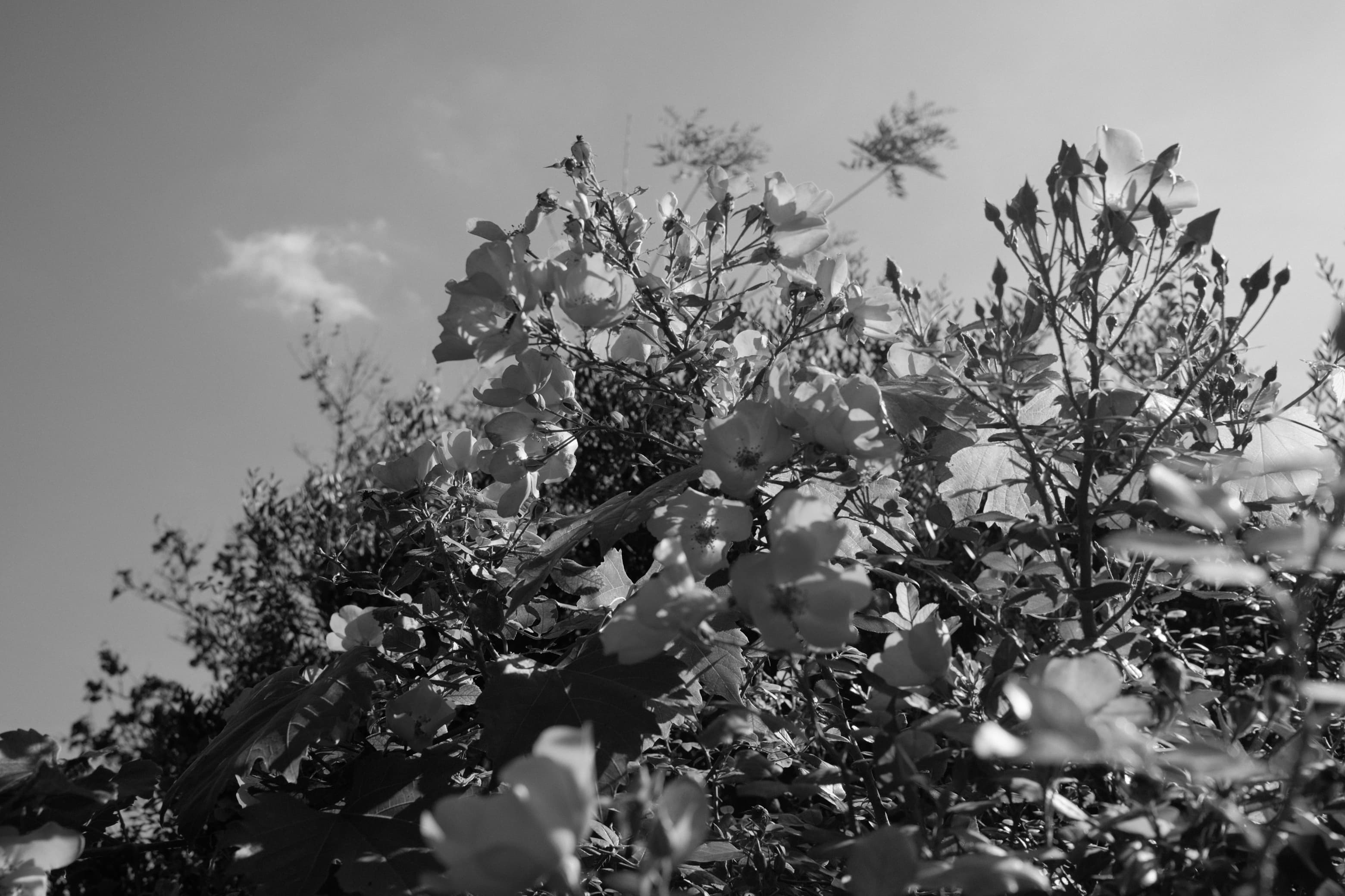 Blumen in Paris dargestellt in Graustufen